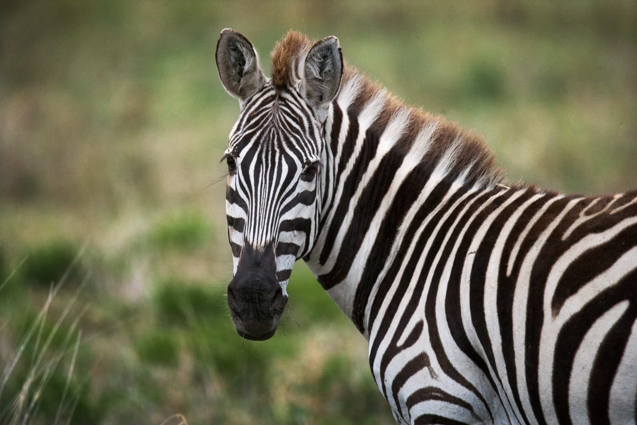 What you can learn from the zebra